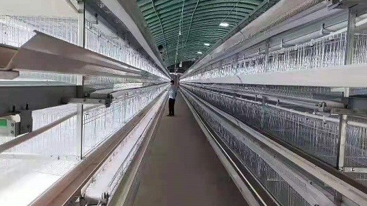 规模化鸡舍内湿度的管理，有哪些加湿方式供各位选择。远卓农牧