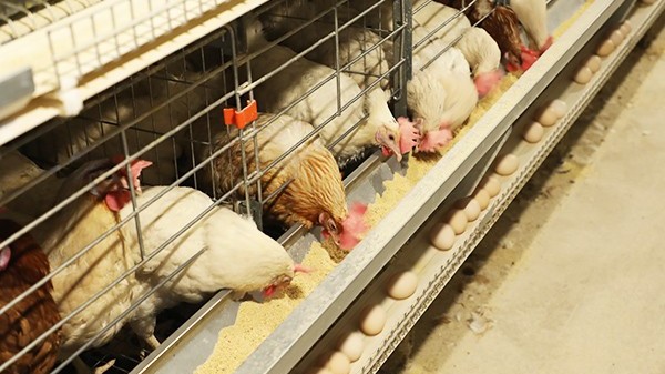 全自动蛋鸡笼厂家-养鸡设备介绍