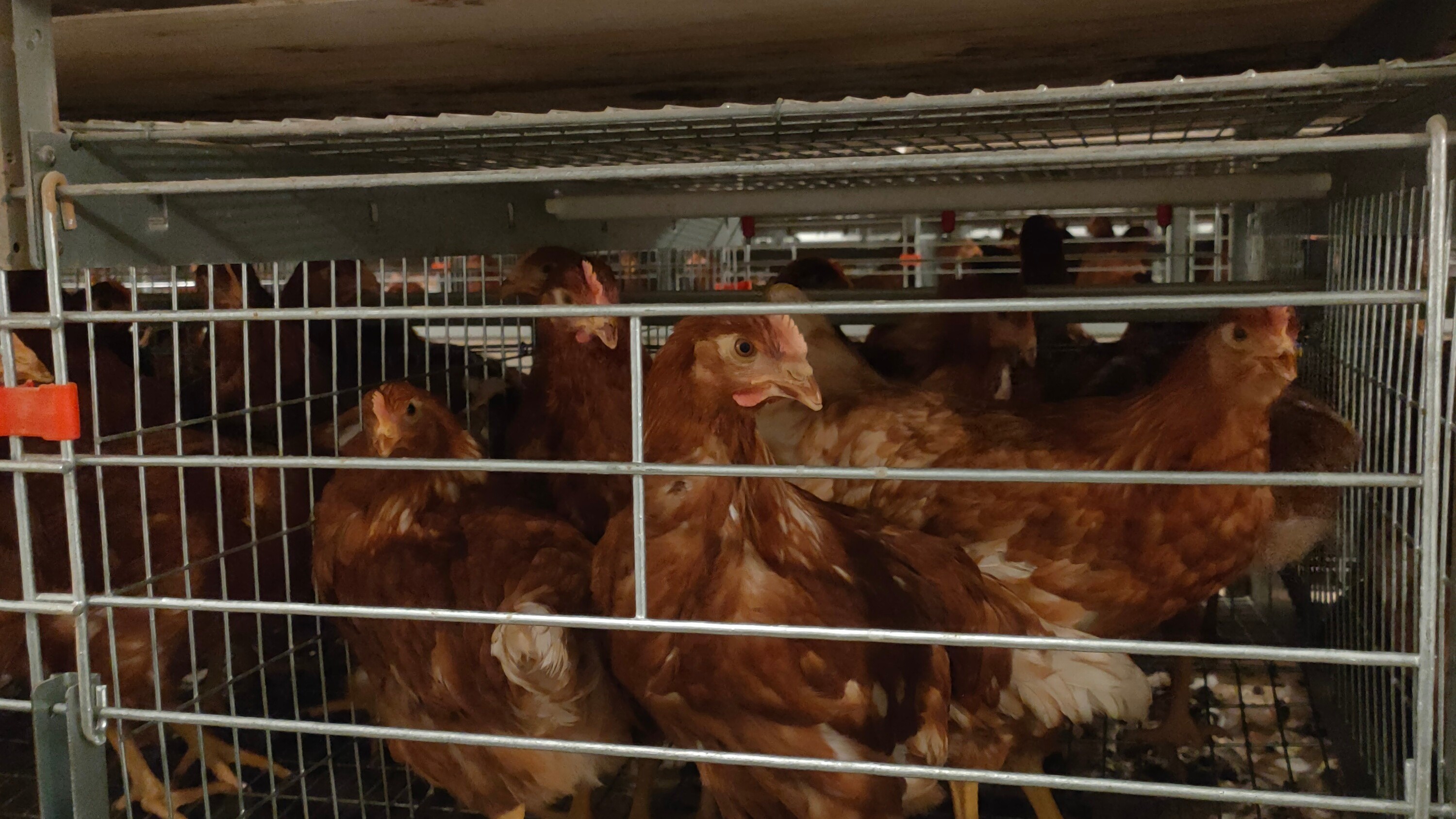 预计未来十年鸡蛋市场需求上涨22%！高效养殖，因鸡而异定制营养方案是关键