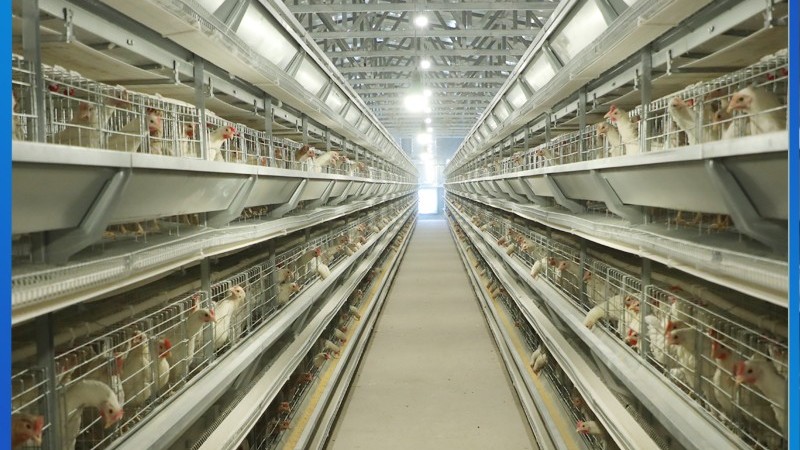 海南农垦300万只蛋鸡项目进入投产高峰期！5万蛋鸡年销售额900万