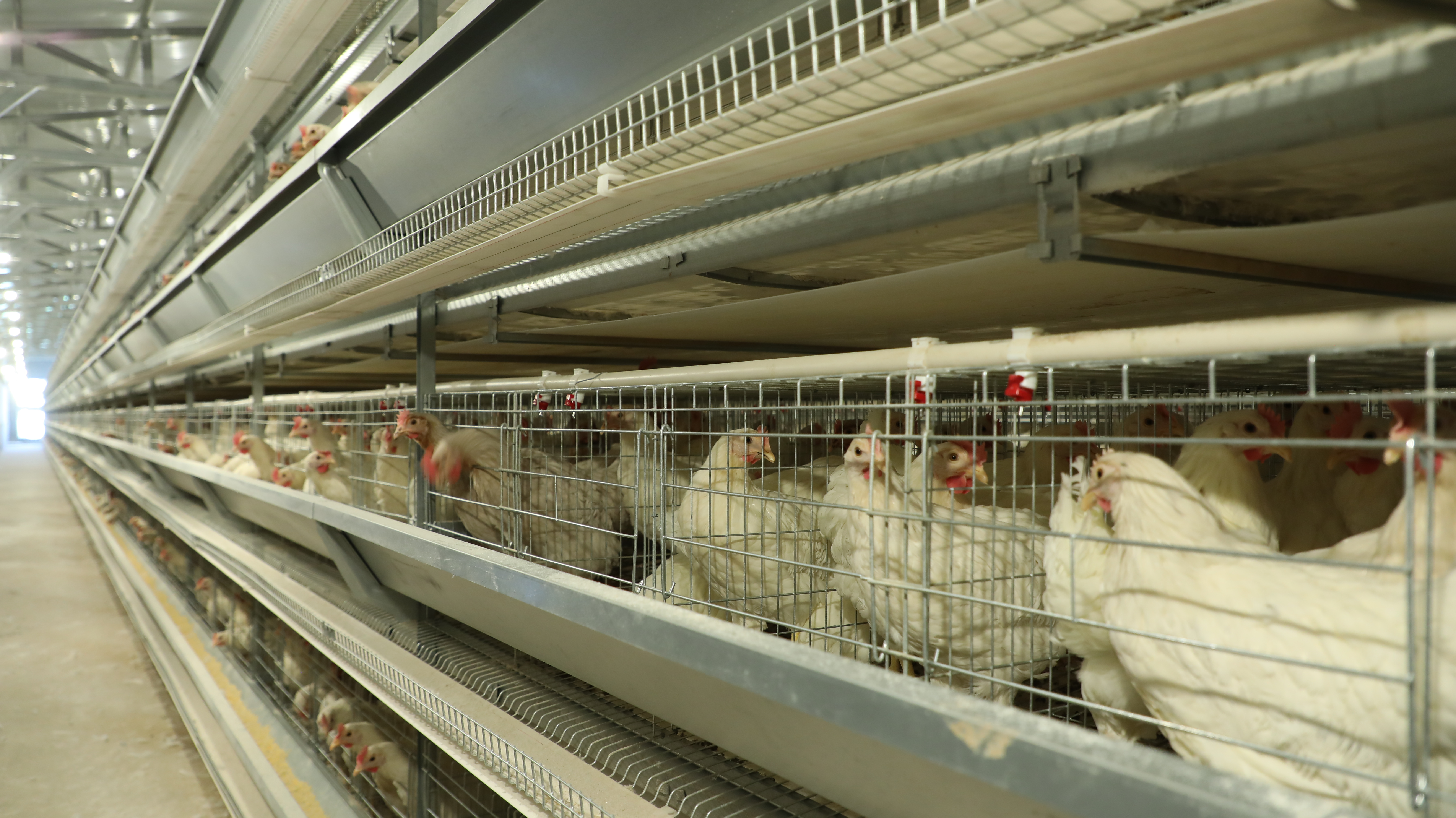 农户用笼养殖蛋鸡，为什么容易发生“产蛋疲劳症”？如何防治？