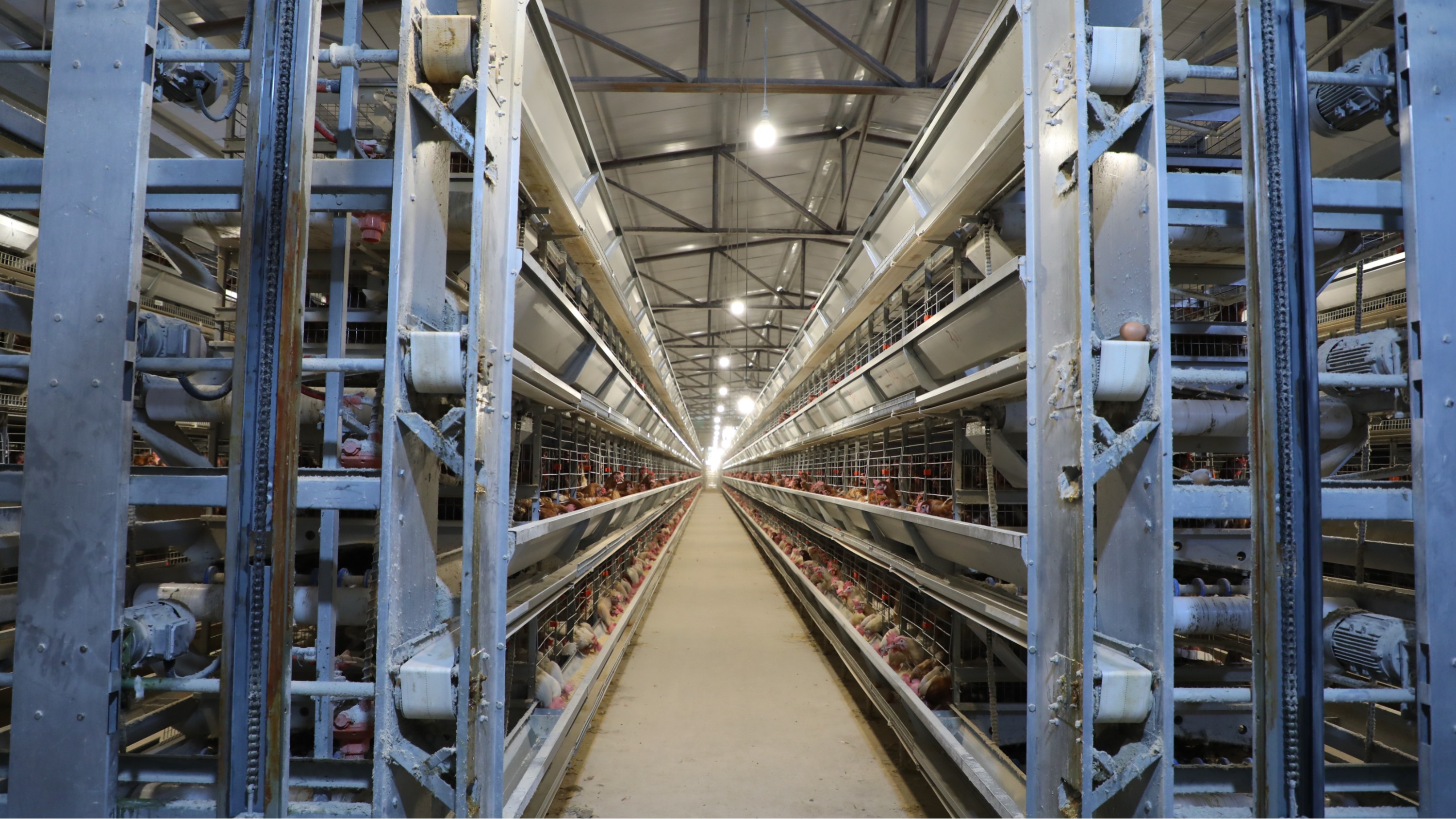 自动蛋鸡笼设备助力养殖户促增收