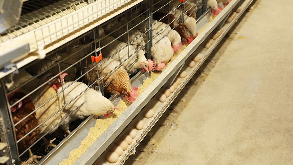 远卓农牧自动化蛋鸡养殖设备让李大姐的养殖事业更上一层楼