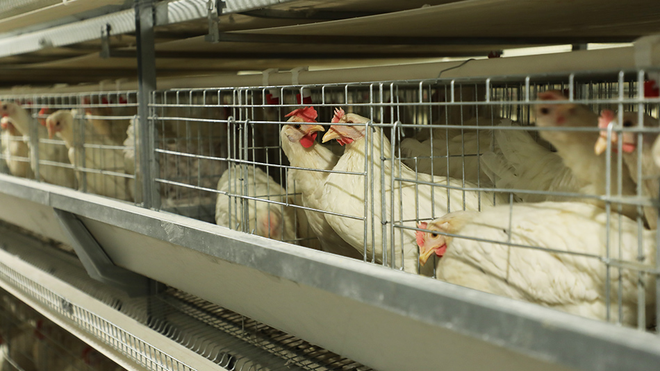 远卓农牧自动化养鸡设备让张大哥在养殖道路上越走越远