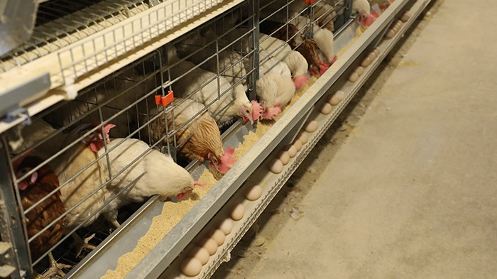 蛋鸡自动化设备厂家远卓农牧为大家分享养鸡需要注意的要点