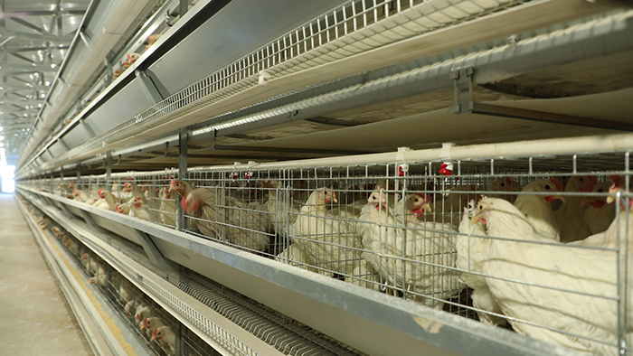 远卓农牧浅析夏季使用肉鸡设备养鸡提高效益的方法