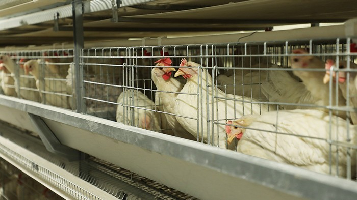 远卓农牧介绍养殖场蛋鸡设备功能和作用分析