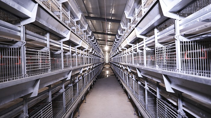 自动化养鸡设备应该如何合理养殖