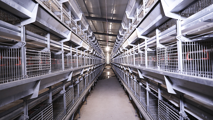 自动化养鸡设备应该如何合理养殖