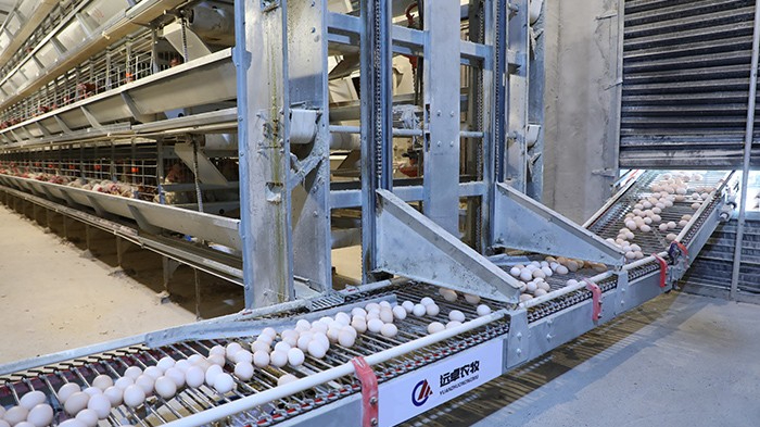 自动化养殖设备中的自动集蛋系统设备有哪些用处