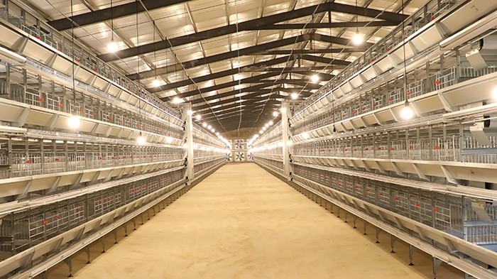 全自动层叠式养鸡设备是现代化蛋鸡养殖场不可或缺