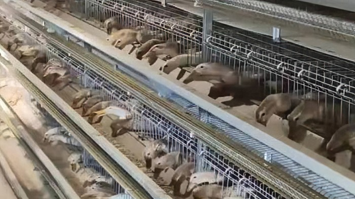 夏季肉鸭使用层叠式肉鸭笼具养殖需要注意哪些？