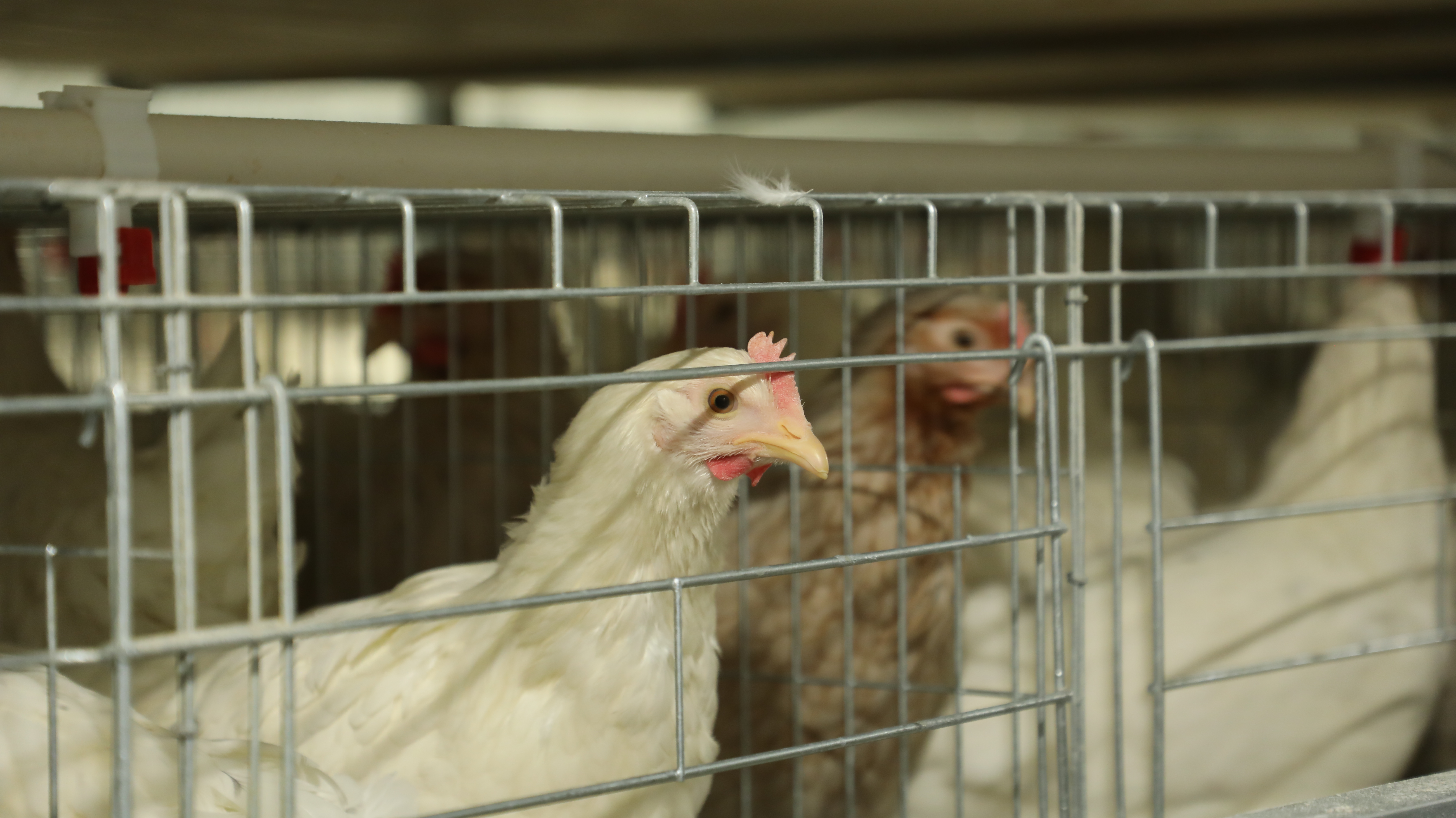 规模化蛋鸡养殖科学防控做到“谈禽不色变”