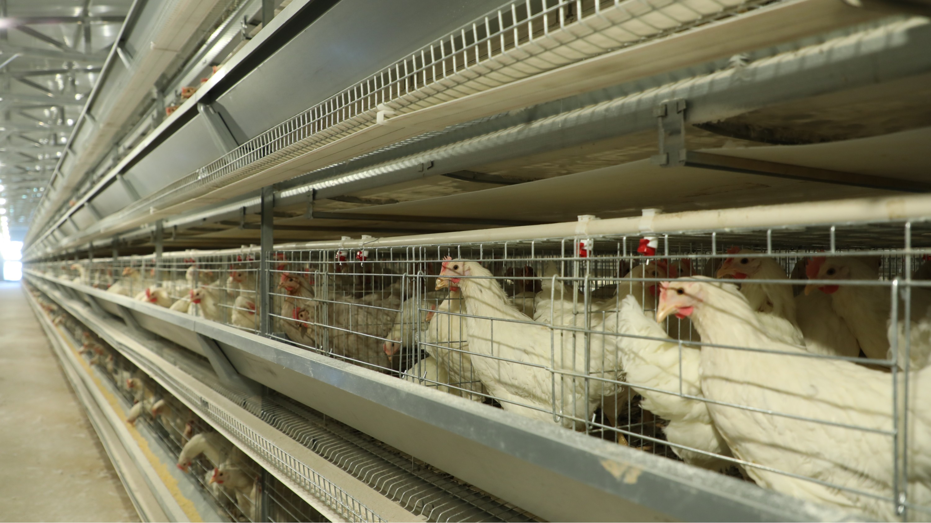 蛋鸡养殖设备厂家及蛋鸡笼设备的问题