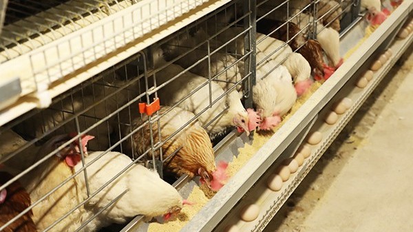 蛋鸡养殖设备厂家给您讲解蛋鸡笼与传统养鸡的优劣势