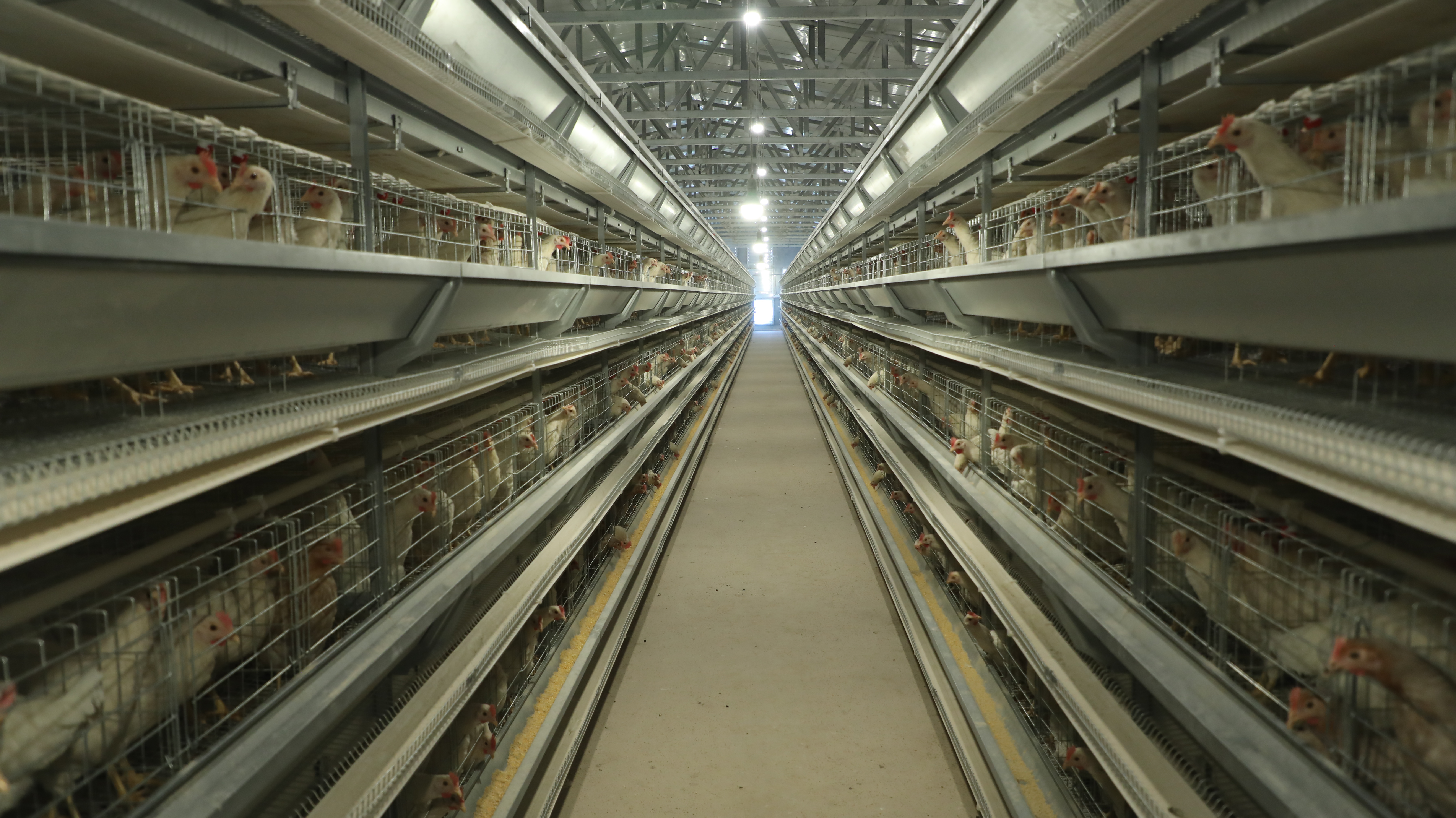 河南省肉类协会关于发布 《鲜鸡蛋 蛋鸡养殖场生产规范》团体标准的公告