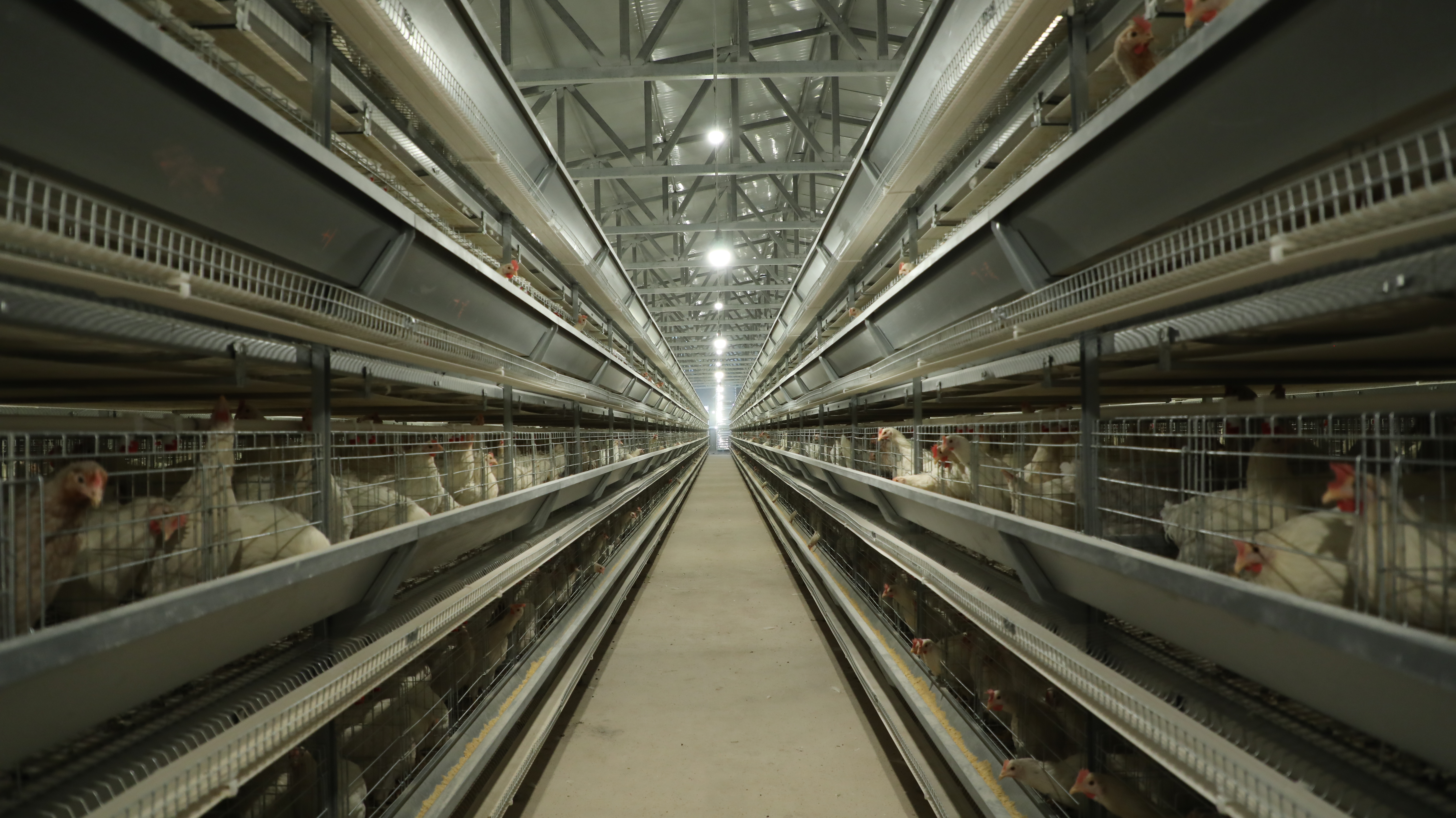 远卓农牧贵州铜仁石阡县五列八层蛋鸡养殖设备现场施工