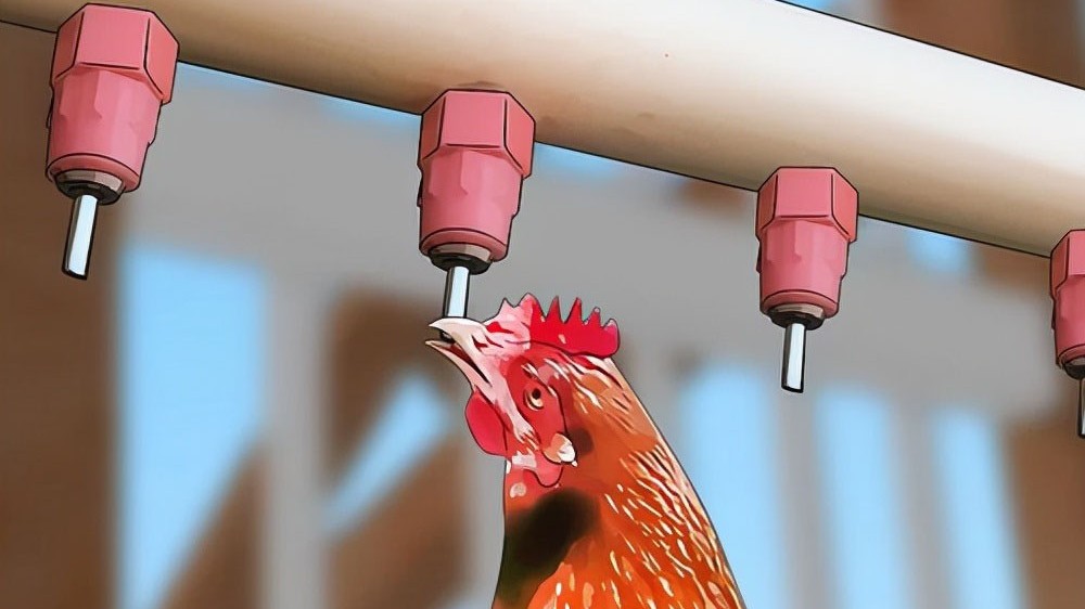 产蛋鸡饮水管理存在的问题及改进措施