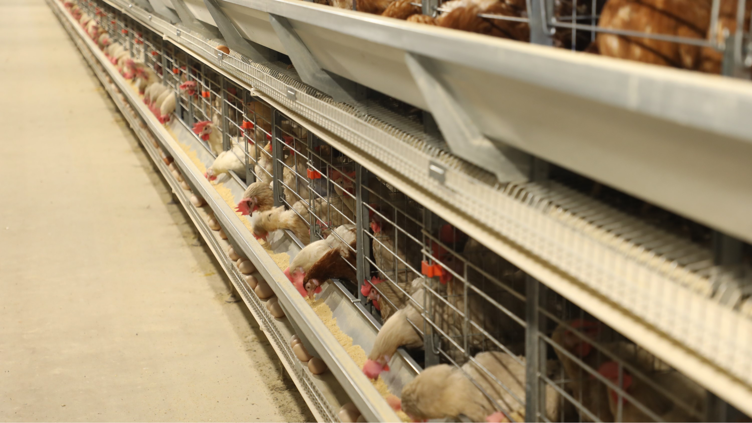 蛋鸡养殖设备厂家声明：鸡笼的必要性