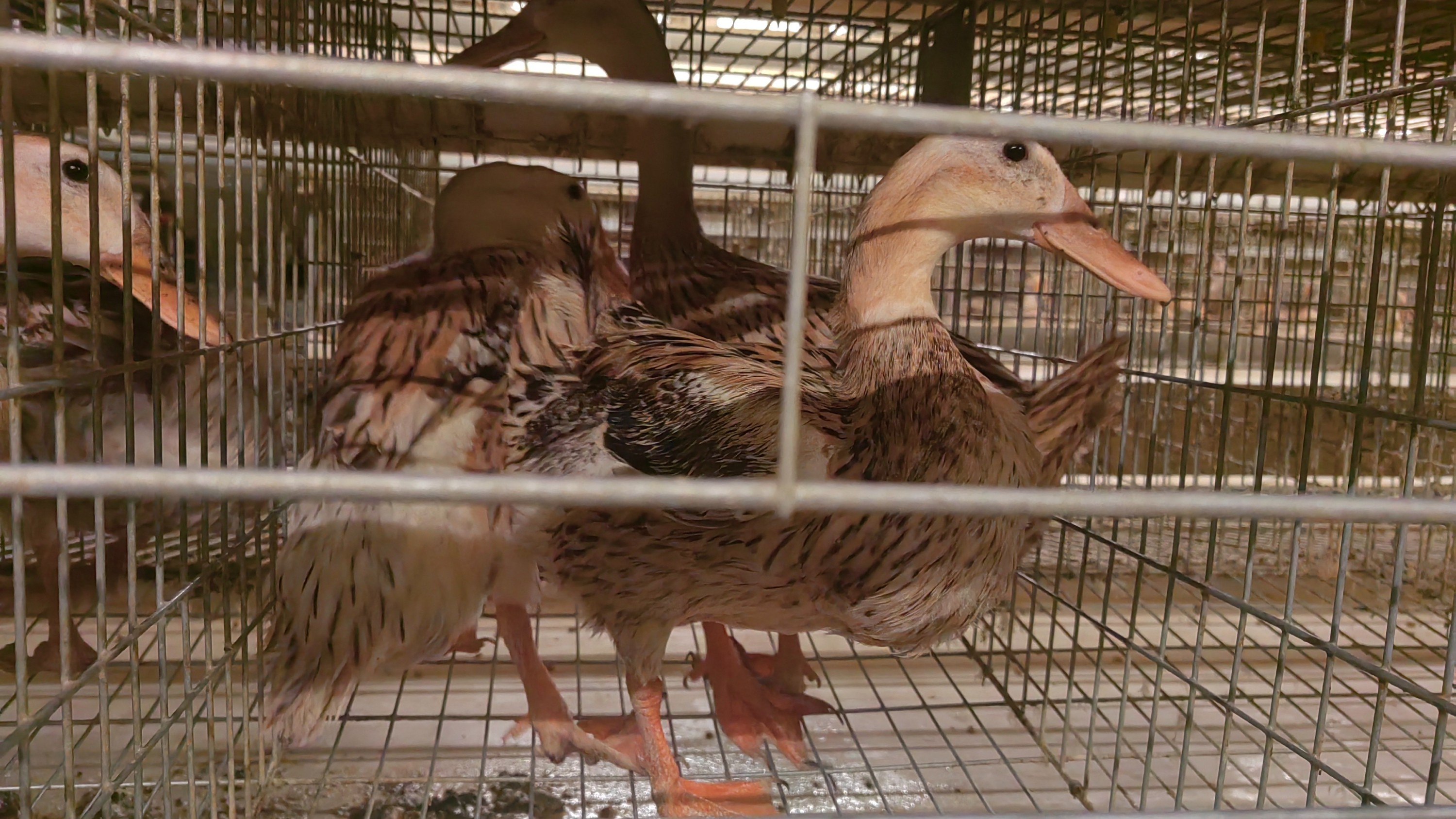 江苏海安蛋鸭笼养自动化设备 赋能蛋鸭集约化自动养殖