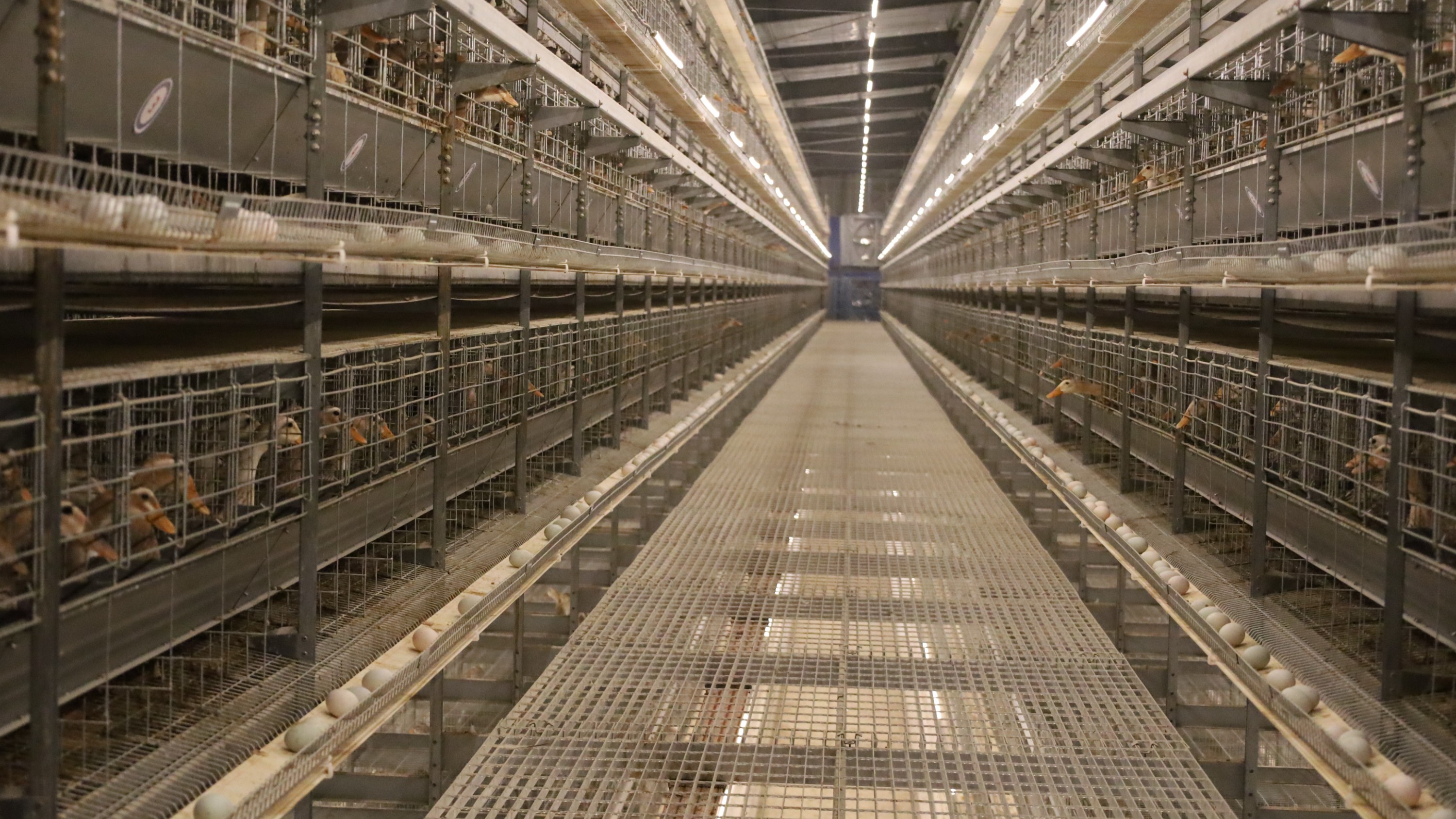 远卓农牧蛋鸭笼养自动化设备赋能蛋鸭集约化自动养殖  客户来访