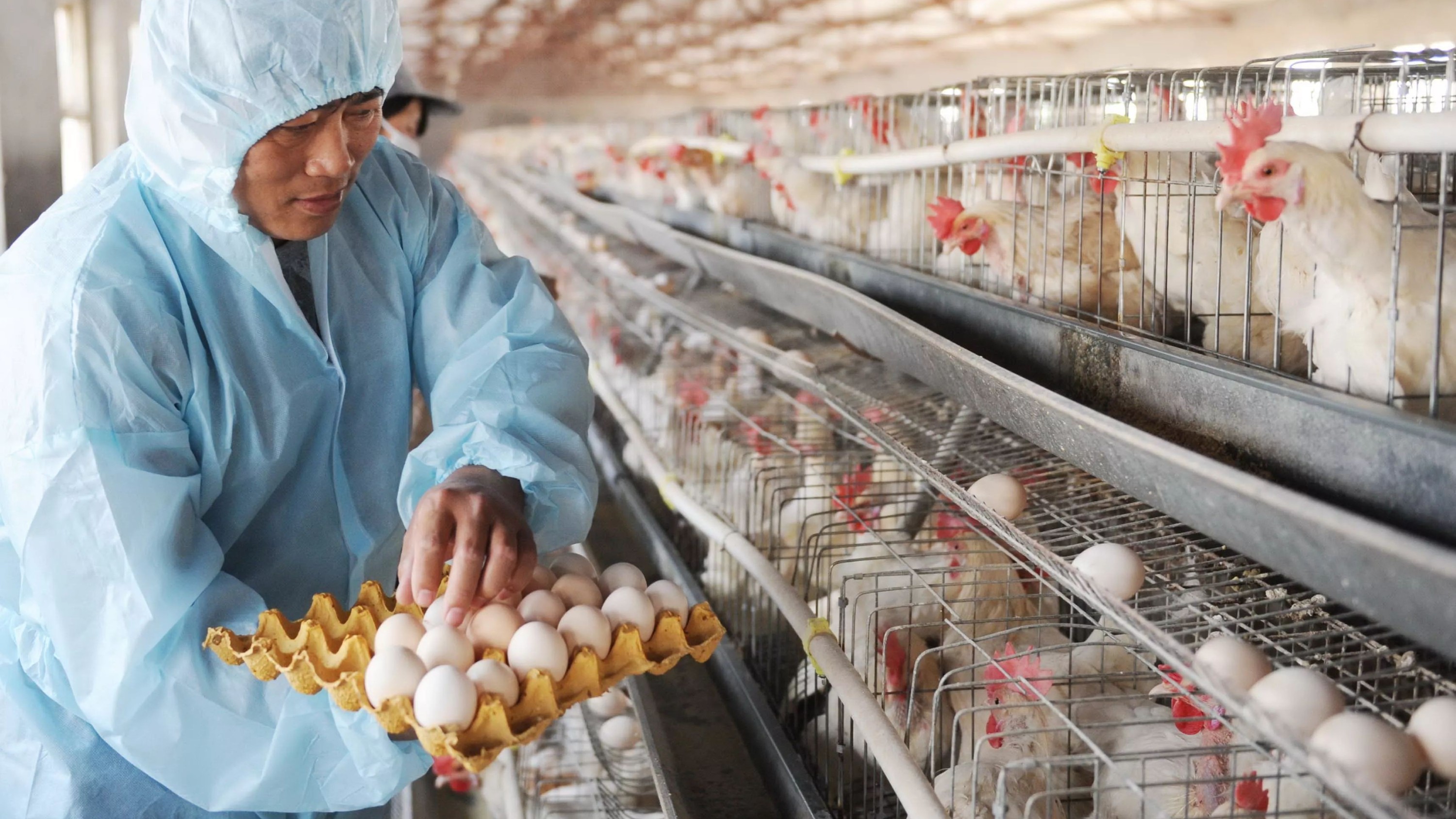 怎样进行蛋鸡养殖的日常管理？