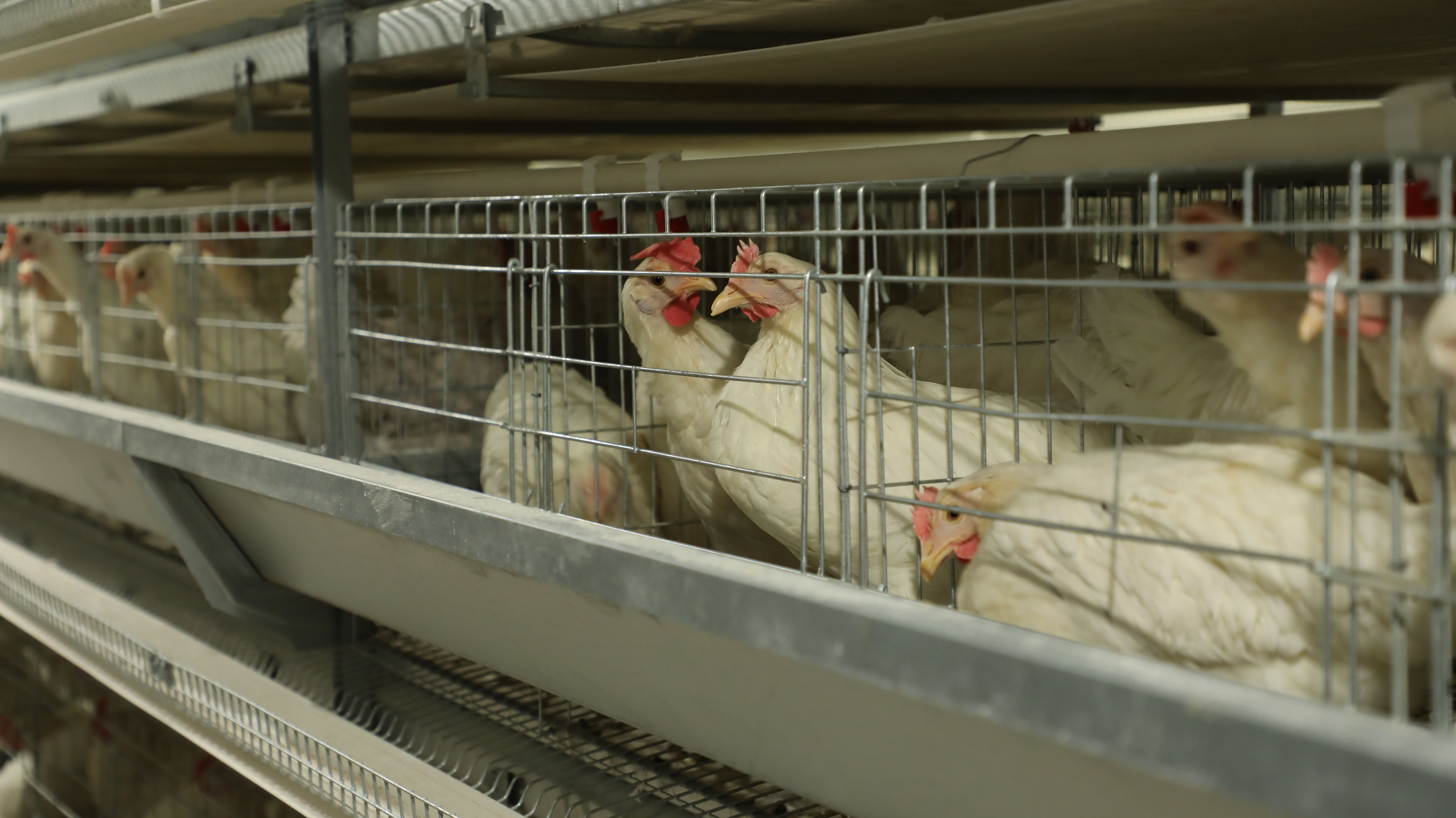 鸡究竟是如何做到高效生产？