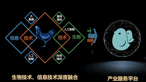 智慧蛋鸡向“数”而兴 家禽产业数字化驶入快车道