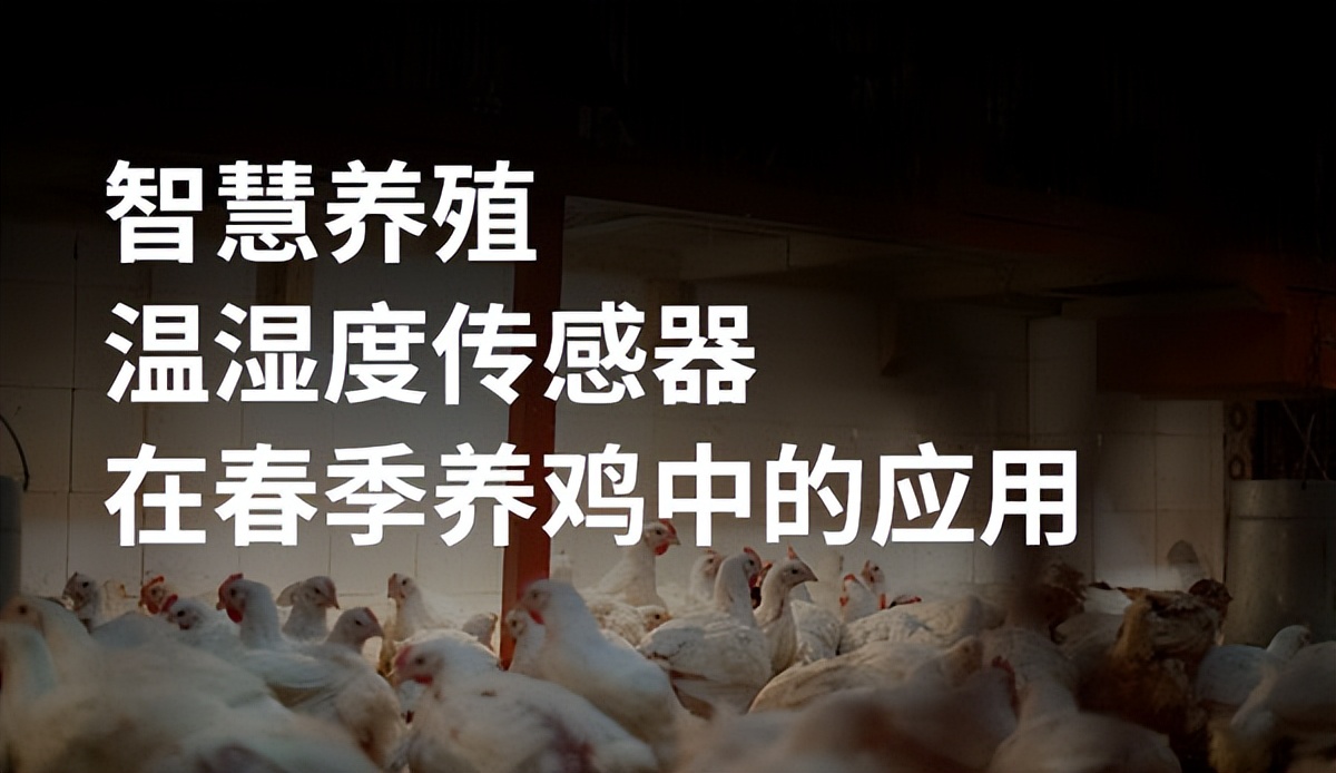 蛋鸡养殖未来前景在哪里?智能化养殖将成为行业趋势