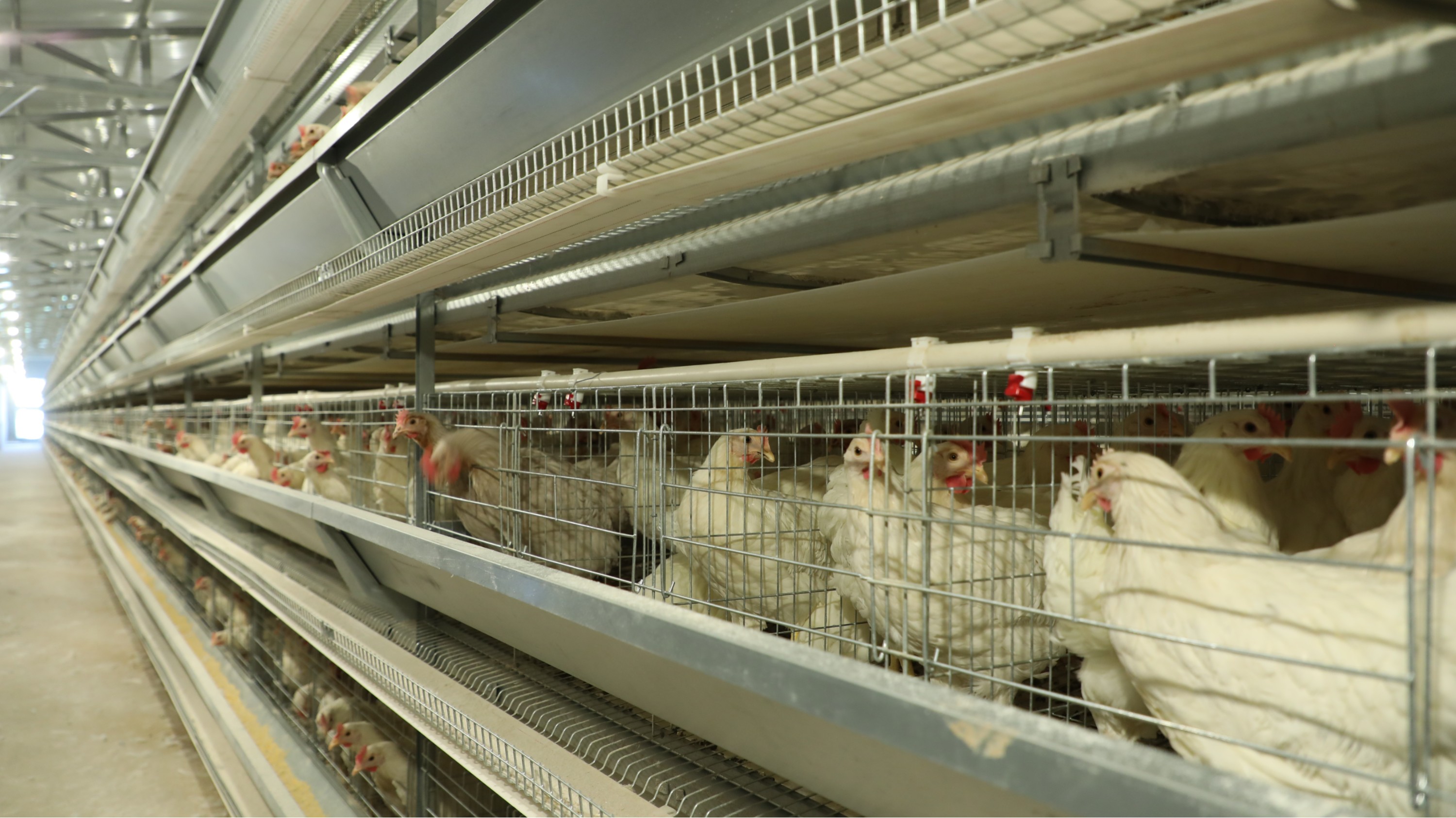 市场蛋鸡养殖越来越多，需要找到对应策略